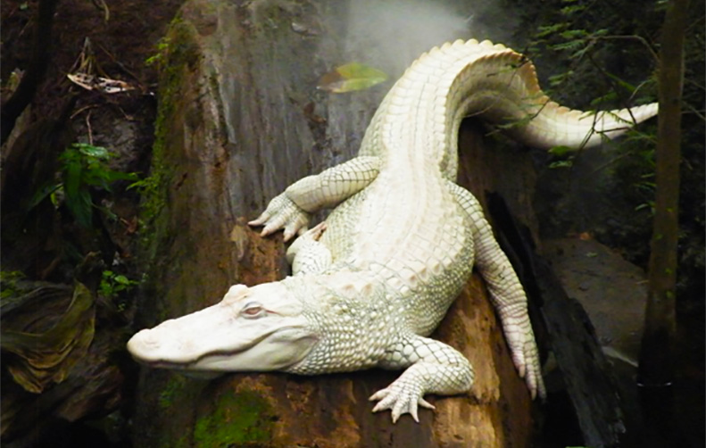 Alligator albino Rare Alligators